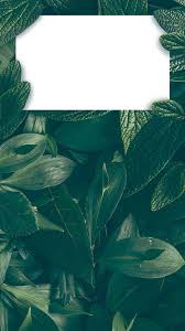 We hope you enjoy our growing collection of hd images to use as a background or home screen for your smartphone or computer. Iphone Wallpaper Aesthetic Green Vtwctr