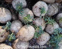 Image result for Jatropha botswanica