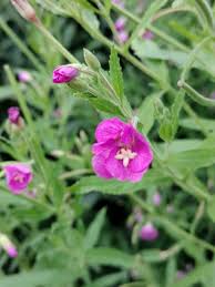 Image result for Epilobium hirsutum