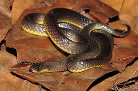 Image result for Atractus arangoi