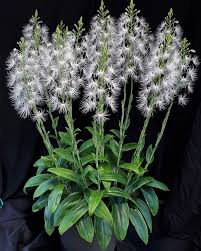 Image result for Habenaria cirrhata
