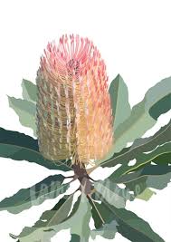 Banksia On White Background Limited Edition Print Australian Wildflowers Abstract Flower Art Plant Painting
