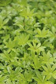 Check spelling or type a new query. Sweet Woodruff Galium Odoratum A Shade Loving Woodland Groundcover Plant Home For The Harvest