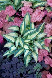 Little Treasure Mini Hosta 20cm Tall Spacing 25cm Wide Blue Green Margins Surround The Creamy White Centre Of Small Poin In 2020 Plants Shade Plants Hosta Plants