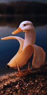 Banana Duck Wallpaper By Asquisnt 09 Free On Zedge Duck Wallpaper Fruit Animals Banana
