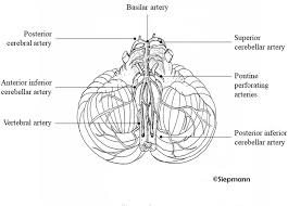 Image result for Posterior Circulation