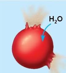Γδ T Cells Burst Malaria'S Bubble | Nature Immunology