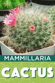 As they are tropical cacti, they need humid environments. Mammillaria Cactus Cactus Types Garden Types Cactus Care