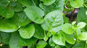 Image result for Basellaceae