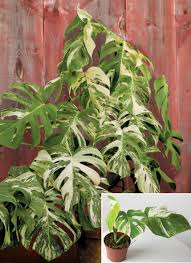 Image result for Monstera