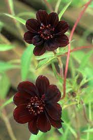 Chocolate Plants In Pictures Chocolate Cosmos Chocolate Flowers Flowers For Everyone