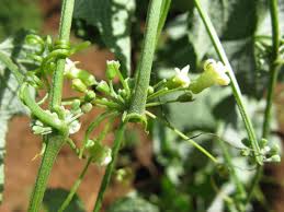 Image result for Zehneria scabra