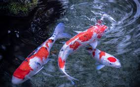 Apalagi jika kolam koi tersebut ditambahkan dengan berbagai macam tanaman hijau di. Jenis Jenis Ikan Koi Termahal Sekaligus Tercantik Di Dunia Kuya Hejo