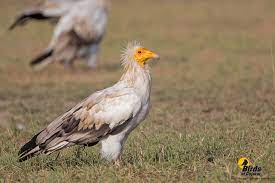 Found from southwestern europe and northern africa to india. Egyptian Vulture Neophron Percnopterus Birds Of Gujarat