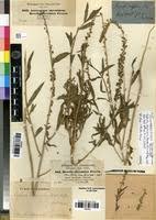 Image result for Caylusea abyssinica