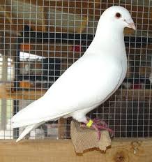 Black And White Pigeon Breeds Encyclopedia Of Pigeon Breeds Pigeon Breeds Pet Pigeon Pigeon Loft