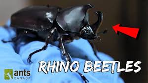 Check spelling or type a new query. I Raised Massive Rhino Beetles Youtube
