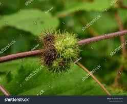 Image result for Triumfetta pilosa