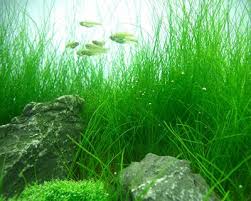 Top 10 Best Freshwater Aquarium Plants For Beginners Aquariums Fishkeeping Planted Tanks And Mo Planted Aquarium Freshwater Aquarium Plants Aquatic Plants
