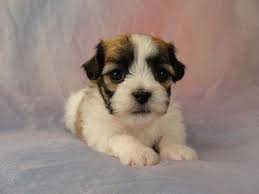 She is female and ready to go now. Shih Tzu Bichon Puppies For Sale Shih Tzu Bichon Breeder In Iowa
