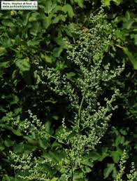 Image result for Chenopodium opulifolium