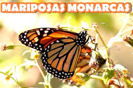 Mariposas Monarcas Origen