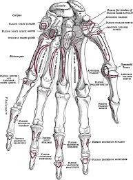 Two in the thumb (the thumb has no middle phalanx) and three in each of the four fingers. Skeletal Anatomy Of The Hand Hand Clinics