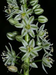 Image result for Albuca nigritana