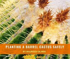 Some tips on how to transplant a cactus without harm large plants over 5 feet (1.5 m.) in height will benefit from staking. Black Gold Planting A Barrel Cactus Safely Black Gold Soil And Amendments