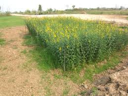 Image result for Crotalaria juncea