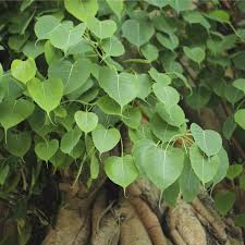 Image result for Ficus religiosa