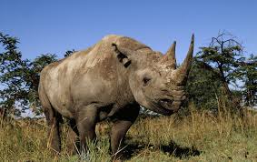 Black Rhino Species Wwf Rhino Species Critically Endangered Species Most Endangered Animals