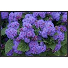 East Urban Home Ageratum Ariella Power Violet Variety Flowers Photographic Print Size Flower Landscape Plants Hydrangea Care