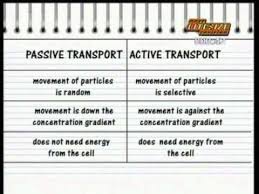 What is a cell bbc bitesize. Gcse Bbc Bitesize Higher Science Cell Activity Youtube