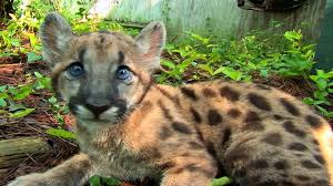 The florida everglades have gained a lot of notoriety over the years as an escaped exotic pet haven, as illustrated by problems like the massive burmese. Great News For Big Cats Critically Endangered Panther Cubs Discovered In Florida While Indochinese Tiger Cubs Discovered In Thailand World Animal News