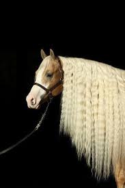 What Is The Most Popular Horse Breed For Reining 1lifeinspired Horses Reining Horses Horse Mane