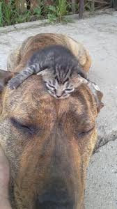 Bilderparade Cccxliii Seite 2 Von 4 Langweiledich Net Tiere Katzen Hund Und Katze
