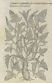 Image result for Gerardiina angolensis