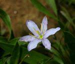 Image result for Xerophyta equisetoides