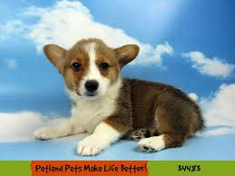 After years of hard work and dedication by many breeders, a name was voted upon for our new breed into akc. Pembroke Welsh Corgi Dog Female Red And White 2643615 Petland Pets Puppies Chicago Illinois