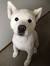 Samoyed Haircut Styles