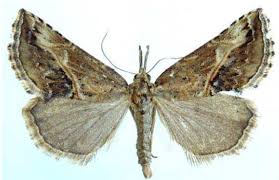 Image result for Emilia pseudactis