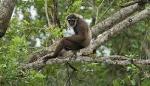 Di malaysia, terdapat banyak sangat jenis rumah dan hartanah, sehingga menyebabkan kekeliruan bagi pembeli rumah. Monyet Ekor Panjang Macaca Fascicularis Monyet Populer Alamendah S Blog