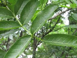 Image result for Glenniea africana