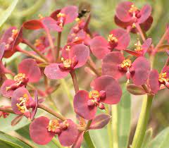 Nama latin bunga asoka saraca indica. Euphorbia Wikipedia Bahasa Indonesia Ensiklopedia Bebas
