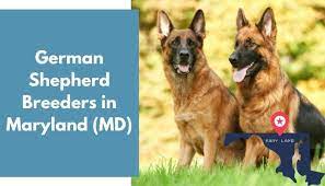 Dad is a king german location: 19 German Shepherd Breeders In Maryland Md German Shepherd Puppies For Sale Animalfate