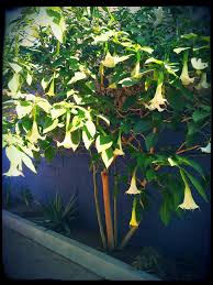 Image result for Buchnerodendron