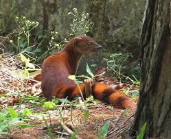 Because of its wide circumpolar distribution, it is listed as least concern on the iucn red list. Photos Of Ring Tailed Vontsira Galidia Elegans Inaturalist