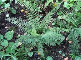 Image result for Polystichum sinense