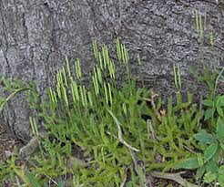 Image result for Sium repandum